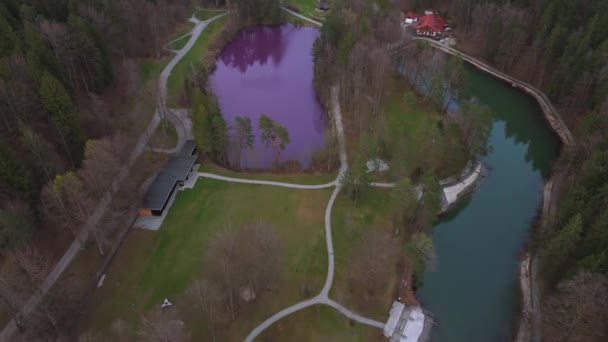 Allgau의 자연스러운 립스부르크위히어 연못은 바이에른 퓌센에서 보라색으로 빛납니다 강렬한 보라색 — 비디오
