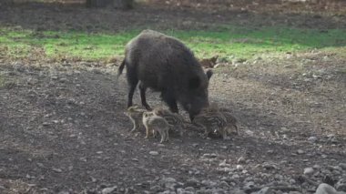 Vahşi doğadaki çocuk yavrularıyla birlikte dişi yaban domuzu. Anne ve yavru domuzlar. Sus scrofa. Sakallı domuzlar Borneo ailesi. Yaban domuzu ailesi annesi ve çizgili domuz yavrusu. Vahşi yaşam. Aktif genç domuzlar. 