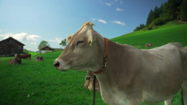 독일의 바이에른 알프스에서 초상화 오스트리아의 잔디밭에서 그레이싱하는 카메라를보고 유럽에서 농장과 — 비디오