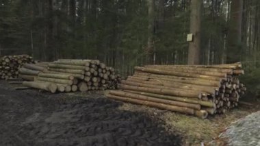 Almanya 'da bir ormanda yakacak odun yığını. Avrupa 'da bir bahar ormanında kesilmiş ağaçlar yığını. Kırsal kesimdeki bir Avrupa ormanında kesilmiş bir grup orman. Oduncu ve oduncu. Yığılmış ağaç direkleri. 