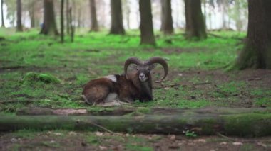 Ibex, Marhur ormanda yatıyor. Benekli keçi, ormanda yatan marun. Yaşlı erkek dağ keçisi. Yetişkin bir mouflon hayvanı. Mouflon, Ovis oryantalis, doğa habitatında orman boynuzlu hayvan. Capra dağ keçisi.. 
