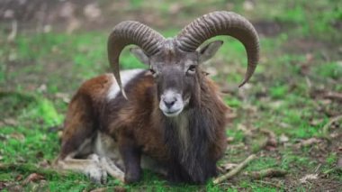 Ibex, Marhur ormanda yatıyor. Benekli keçi, ormanda yatan marun. Yaşlı erkek dağ keçisi. Yetişkin bir mouflon hayvanı. Mouflon, Ovis oryantalis, doğa habitatında orman boynuzlu hayvan. Capra dağ keçisi.. 