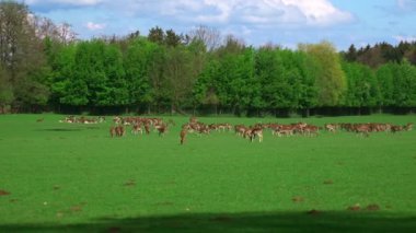 Ormanın yakınındaki yeşil çayırlarda otlayan genç geyik sürüsü. Geniş açılı beyaz kuyruklu geyik sürüsü güneşli bir günde çayırda otluyor. Yeni doğmuş geyik yumurtası, vahşi bahar doğası. Almanya 'da tarım ve çiftlik hayvanları