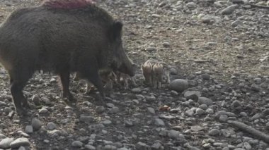Vahşi doğadaki çocuk yavrularıyla birlikte dişi yaban domuzu. Anne ve yavru domuzlar. Sus scrofa. Sakallı domuzlar Borneo ailesi. Yaban domuzu ailesi annesi ve çizgili domuz yavrusu. Vahşi yaşam. Aktif genç domuzlar. 