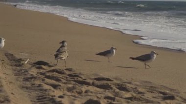 Porto 'da, güneş batarken Portekiz' in kumlu sahillerindeki martı sürüsü. Kumsalda uçan martılar. Atlantik Okyanusu, halk plajı ve bereketli okyanus. Okyanus kıyısındaki kuşlar. 
