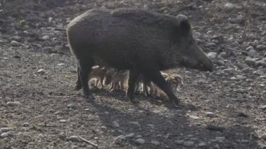 Vahşi doğadaki çocuk yavrularıyla birlikte dişi yaban domuzu. Anne ve yavru domuzlar. Sus scrofa. Sakallı domuzlar Borneo ailesi. Yaban domuzu ailesi annesi ve çizgili domuz yavrusu. Vahşi yaşam. Aktif genç domuzlar. 