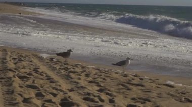 Porto 'da, güneş batarken Portekiz' in kumlu sahillerindeki martı sürüsü. Kumsalda uçan martılar. Atlantik Okyanusu, halk plajı ve bereketli okyanus. Okyanus kıyısındaki kuşlar. 