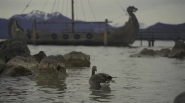 Greylag Goose Anser anser Alp Gölü 'nde gün batımına bakan dağlarda, Prien Chemsee, Bavyera, Almanya. Büyük, berrak bir gölde yaşayan kuşlar Chiemsee Bayern, Deutschland 