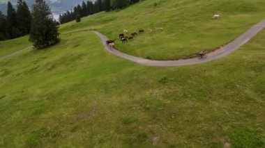 Erkek bisikletçi çakıllı bisiklete biniyor ve Almanya 'nın Alplerinde otlayan safkan at sürüsüyle karşılaşıyor. Bir çakıl bisikletçisi dağ yolunda giderken bir at sürüsüyle karşılaştı.. 