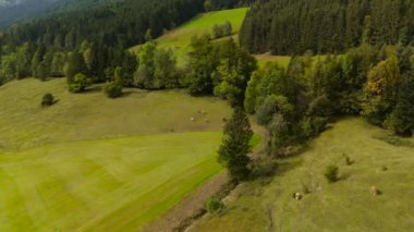 Almanya 'daki Bavyera Alplerinde otlayan ineklerin insansız hava aracı görüntüsü. Eylül ayında Almanya 'nın Bavyera dağlarındaki yamaçlarda otlayan evcil sığır sürülerinin hava manzarası. 