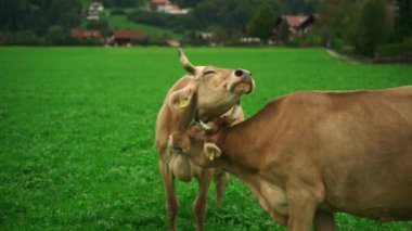 Yeşil çayırdaki inek ve boğa üreme mevsiminde birbirlerine karşı çok sevecendirler. Almanya, Bavyera 'daki otlak çiftliğindeki inek çifti sevgisini, kucaklaşmasını ve kucaklaşmasını gösteriyor. Çiftlik hayvanları üretimi. 