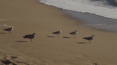 Porto 'da, güneş batarken Portekiz' in kumlu sahillerindeki martı sürüsü. Kumsalda uçan martılar. Atlantik Okyanusu, halk plajı ve bereketli okyanus. Okyanus kıyısındaki kuşlar. 