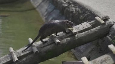 Güneşli bir günde, coypu suya çıkan tahta merdivene yaklaştı. Adım adım, yavaşça indi, güneşin sıcaklığının tadını çıkararak, serin, ferahlatıcı suya kaymadan önce yüzmek için. Nutria banyosu. 