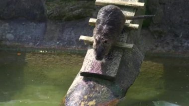 Güneşli bir günde, coypu suya çıkan tahta merdivene yaklaştı. Adım adım, yavaşça indi, güneşin sıcaklığının tadını çıkararak, serin, ferahlatıcı suya kaymadan önce yüzmek için. Nutria banyosu. 