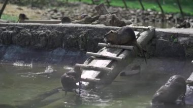Güneşli bir günde, coypu suya çıkan tahta merdivene yaklaştı. Adım adım, yavaşça indi, güneşin sıcaklığının tadını çıkararak, serin, ferahlatıcı suya kaymadan önce yüzmek için. Nutria banyosu. 