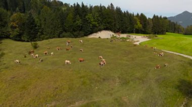 Almanya 'daki Bavyera Alplerinde otlayan ineklerin insansız hava aracı görüntüsü. Eylül ayında Almanya 'nın Bavyera dağlarındaki yamaçlarda otlayan evcil sığır sürülerinin hava manzarası. 