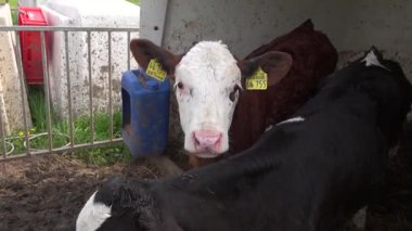 Buzağı ahırı, Almanya 'da yeni doğmuş buzağılar için özel bir kafes. Buzağı kulübesi. Buzağı kafesi. Almanya 'da çiftlik hayvanları yetiştiriciliği. Kalberstall. Süt ve et üretimi konsepti. Bireysel dana evi. 