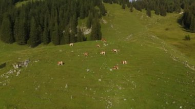 Kahverengi ve beyaz inek sürüsü Alplerdeki dağlarda otluyor. Avrupa Alpleri 'nde yaz mevsiminde sığır otlağı. Dağlarda otlayan ineklerin havadan görünüşü. Tepedeki çiftlik hayvanlarının insansız hava aracı görüntüsü