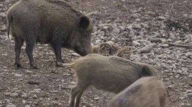Vahşi doğadaki çocuk yavrularıyla birlikte dişi yaban domuzu. Anne ve yavru domuzlar. Sus scrofa. Sakallı domuzlar Borneo ailesi. Yaban domuzu ailesi annesi ve çizgili domuz yavrusu. Vahşi yaşam. Aktif genç domuzlar. 