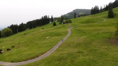 Erkek bisikletçi çakıllı bisiklete biniyor ve Almanya 'nın Alplerinde otlayan safkan at sürüsüyle karşılaşıyor. Bir çakıl bisikletçisi dağ yolunda giderken bir at sürüsüyle karşılaştı.. 