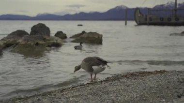 Greylag Goose Anser anser Alp Gölü 'nde gün batımına bakan dağlarda, Prien Chemsee, Bavyera, Almanya. Büyük, berrak bir gölde yaşayan kuşlar Chiemsee Bayern, Deutschland 