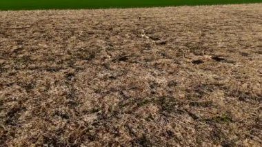 Bahar havası manzaralı sarı tarlada genç geyik sürüsü. Tarım arazisi manzarasında otlayan genç bir geyik sürüsü. Baharda çiftlikte geyik sürüleri. Buğday tarlasında ren geyiği. 