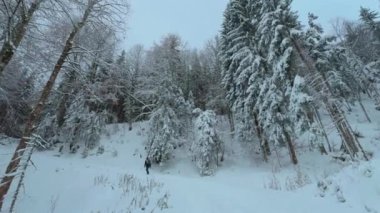 Erkek yürüyüşçü, Almanya 'nın Bavyera Alplerinde küçük sırt çantasıyla karlı kozalaklı ormanlarda yürüyor. Kış günü, dağlardaki çam ormanı, arkadan manzara. Macera ve doğa kavramı. Kış manzarası. 