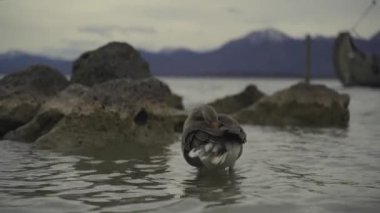 Greylag Goose Anser anser Alp Gölü 'nde gün batımına bakan dağlarda, Prien Chemsee, Bavyera, Almanya. Büyük, berrak bir gölde yaşayan kuşlar Chiemsee Bayern, Deutschland 