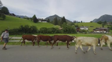27 Haziran 2024. Obersdorf, Almanya. Almanya, Bavyera 'dan gelen çobanlar yaz aylarında Obersdorf kasabasından inek sürüsü geçirirler. Alplerdeki dağ çiftçileri yaz boyunca ineklerini otlatmak için dışarı çıkarırlar.