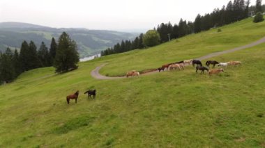 Almanya, Bavyera 'da, safkan at sürüsü yaz boyunca bir dağ yolunda özgürce otlar. Havadan bakıldığında, çarpıcı Alp manzarası çiftçilik ve hayvancılık gelenekleri ile birleşir.. 