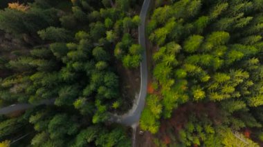 Dağlardaki kozalaklı bir ormandan geçen dar ve dolambaçlı bir yolun havadan görünüşü. Sahne ağaç tepeleri, iğneler ve sonbahar yapraklarını yakalıyor, Avrupa 'daki bir dağ geçidinin doğal güzelliğini gözler önüne seriyor. 