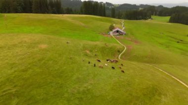 Almanya, Bavyera 'nın dağlık bölgesinde otlayan ineklerle dolu tepenin havadan görünüşü. Yazın Alpler 'de küçük bir mandıra. Bavyera Alplerinde çiftlik hayvanları ve çiftçilik. Bayern 'deki Kuhherde, Luftaufnahme. 
