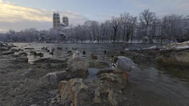 Almanya 'nın Münih kentindeki Isar Nehri' nde, ördek ve kaz sürüleriyle dolu bir kış sahnesi. Karla kaplı ağaçlar ve buzlu su çerçevesi arka planda ikonik Kirche St. Maximilian manzarası