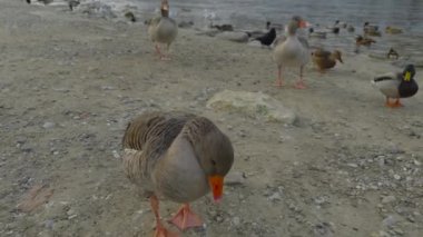 Almanya 'nın Münih kentindeki Isar Nehri' nde, ördek ve kaz sürüleriyle dolu bir kış sahnesi. Karla kaplı ağaçlar ve buzlu su çerçevesi arka planda ikonik Kirche St. Maximilian manzarası