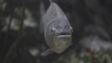 Tropikal bir akvaryumdaki kırmızı karınlı piranha Pygocentrus nattereri 'nin yakın çekimi, canlı suda yüzerken gümüş gövdesini ve yırtıcılarının özelliklerini vurguluyor.. 