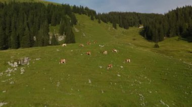 Kahverengi ve beyaz inek sürüsü Alplerdeki dağlarda otluyor. Avrupa Alpleri 'nde yaz mevsiminde sığır otlağı. Dağlarda otlayan ineklerin havadan görünüşü. Tepedeki çiftlik hayvanlarının insansız hava aracı görüntüsü