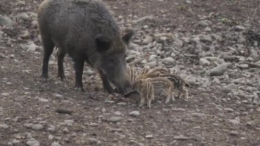 Vahşi doğadaki çocuk yavrularıyla birlikte dişi yaban domuzu. Anne ve yavru domuzlar. Sus scrofa. Sakallı domuzlar Borneo ailesi. Yaban domuzu ailesi annesi ve çizgili domuz yavrusu. Vahşi yaşam. Aktif genç domuzlar. 