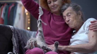 Kedi terapisi. Büyükanne ve büyükbaba günü. İki yaşlı kadın evdeki kanepede kedi oyuncağıyla oynuyorlar. Kıdemli anne ve olgun kız ve neşeli İskoç bir kedi birlikte vakit geçirir..