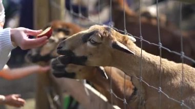 People interact with and feed friendly Cameroon goats on eco-farm. Lively rural setting sustainable farming, animal care and family-friendly activities with these small, charming livestock animals. 