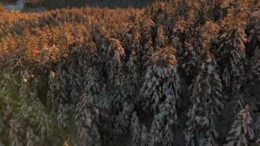 Alman Bavyera Alpleri 'ndeki kar kaplı ağaç tepelerinde nefes kesen hava manzarası, Zugspitze kitsif sergileniyor. Zugspitze Gipfel Wetterstein Dağları 'nın en yüksek zirvesi ve Almanya' nın en yüksek dağı. 