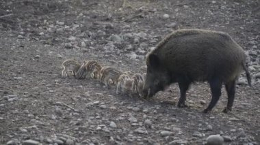 Vahşi doğadaki çocuk yavrularıyla birlikte dişi yaban domuzu. Anne ve yavru domuzlar. Sus scrofa. Sakallı domuzlar Borneo ailesi. Yaban domuzu ailesi annesi ve çizgili domuz yavrusu. Vahşi yaşam. Aktif genç domuzlar. 