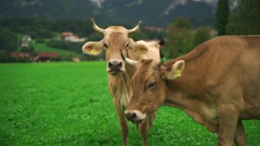 Yeşil çayırdaki inek ve boğa üreme mevsiminde birbirlerine karşı çok sevecendirler. Almanya, Bavyera 'daki otlak çiftliğindeki inek çifti sevgisini, kucaklaşmasını ve kucaklaşmasını gösteriyor. Çiftlik hayvanları üretimi. 