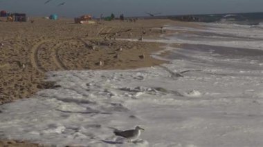 Porto 'da, güneş batarken Portekiz' in kumlu sahillerindeki martı sürüsü. Kumsalda uçan martılar. Atlantik Okyanusu, halk plajı ve bereketli okyanus. Okyanus kıyısındaki kuşlar. 