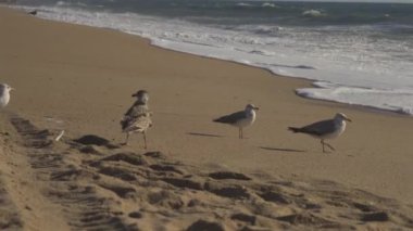 Porto 'da, güneş batarken Portekiz' in kumlu sahillerindeki martı sürüsü. Kumsalda uçan martılar. Atlantik Okyanusu, halk plajı ve bereketli okyanus. Okyanus kıyısındaki kuşlar. 