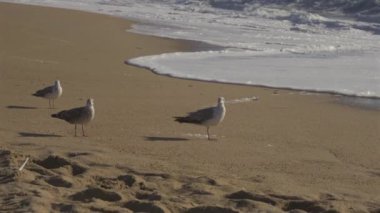 Porto 'da, güneş batarken Portekiz' in kumlu sahillerindeki martı sürüsü. Kumsalda uçan martılar. Atlantik Okyanusu, halk plajı ve bereketli okyanus. Okyanus kıyısındaki kuşlar. 