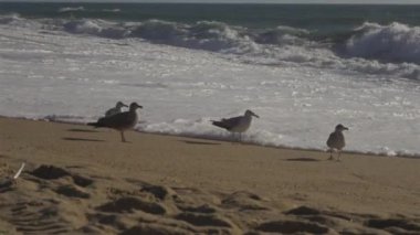 Porto 'da, güneş batarken Portekiz' in kumlu sahillerindeki martı sürüsü. Kumsalda uçan martılar. Atlantik Okyanusu, halk plajı ve bereketli okyanus. Okyanus kıyısındaki kuşlar. 
