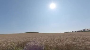 Tema, Fransa 'nın kuzeyinde tarım. Güneşli havada sivri uçlu sarı kenar. Fransa 'nın kuzeyinde buğday tarlası, Brittany bölgesi. Avrupa 'da güneşli bir günde hasat edilmiş arazi manzarası.