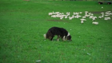 Siyah ve Beyaz Sınır Collie çoban köpekleri yeşil otlaktaki kaz sürülerine göz kulak olur. Kırsal kesim, köpeklerin zekasını, çevikliğini ve huzurlu kırsal kesimde çobanlık içgüdülerini ön plana çıkarıyor. 