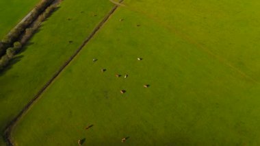 Otlayan sığırlarla yemyeşil otlakların havadan görünüşü, kırsal tarım manzarası. Güneşli gökyüzünün altında canlı çimenler ve açık arazi, Avrupa 'da sonbaharda büyük olasılıkla çiftlik hayvancılığının güzelliğini yansıtıyor.. 