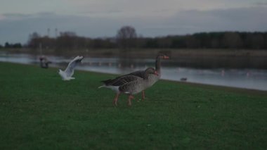 Deutschland 'deki bir göl kenarındaki yeşil çimlerde ördek familyasından gri kaz yavrusu. Almanya 'da bir göl kenarında dinlenen kazlar. Greylag Kaz. Anser anser. Münih 'teki göletin yakınındaki kuşlar. Anseriformes. 